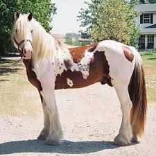 gypsy vanner cost